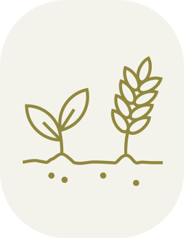 cover crops icon